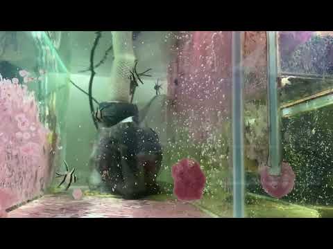 Видео: Разведение апогонов в морском аквариуме