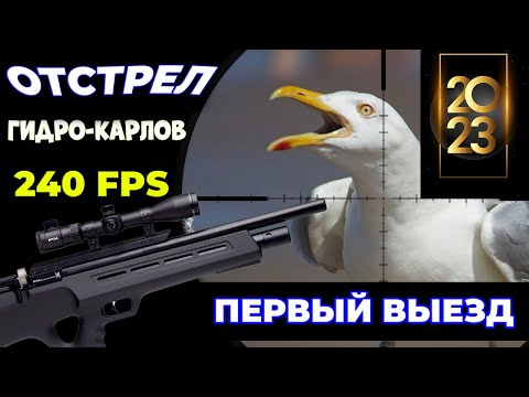 Видео: Первая охота на Ворон и Чаек в 2023. Январский Выезд. Jack Hunter.