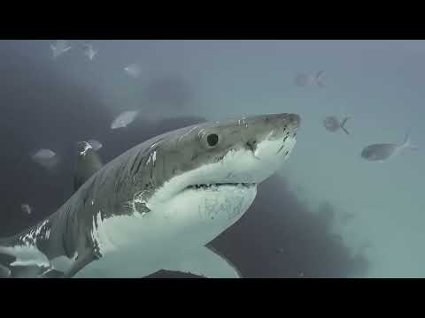 Видео: Когда Акула Ошиблась с Соперником! Редкие Битвы Животных, Снятые на Камеру