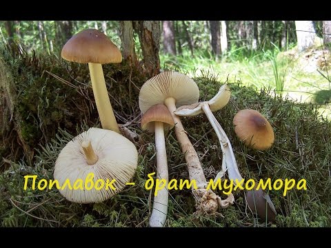 Видео: Родственник мухомора - Поплавок жёлто-коричневый.