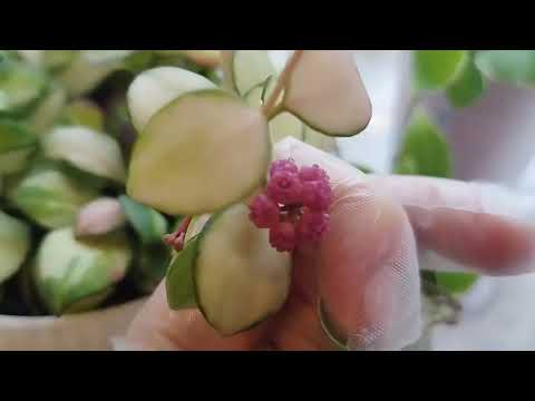 Видео: Хойя Хешкелиана альбо и хойя Хешкелиана вариегата.               10 декабря 2023 г.