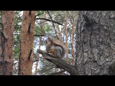 Видео: Тюмень, обзор «Гилевская роща»! Белочки 🐿️ красавицы. Гуляем 🤗