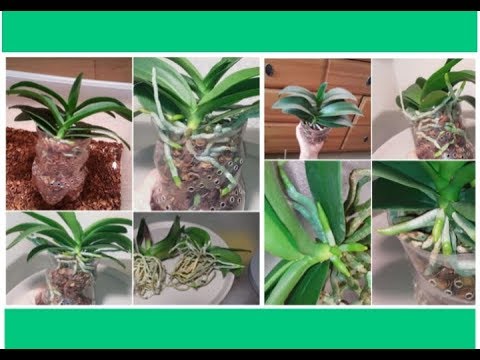 Видео: #ОРХО_КОРНИ в скорлупе КЕДРА - спустя 9 месяцев. Обзор, #ПЕРЕСАДКА.