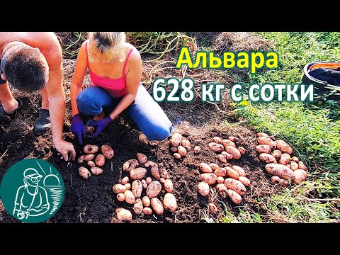 Видео: Альвара в жарком климате от посадки до уборки урожая 🥔 Выращивание картофеля 🌿 Опыт Гордеевых