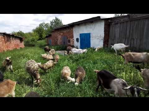 Видео: КАК КОЗЫ МЕНЯ СПАСЛИ