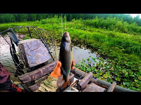 Видео: ВОТ ЭТО СНАСТЬ. РЫБАЛКА НА БАЛДУ (СПЛЕТНЮ). ГОРНАЯ РЕЧКА В ДАЛИ ОТ ДОМА. #хариус #рыбалка