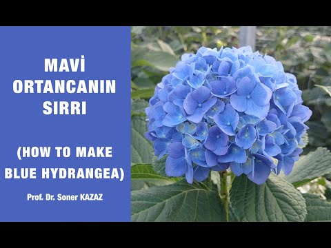 Видео: КАК СДЕЛАТЬ СИНЮЮ ГИДРАНЖЕЮ? ИЗМЕНЕНИЕ ЦВЕТА ГИДРАНЖЕЙ.