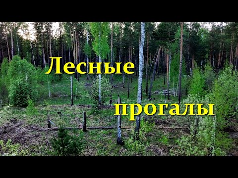 Видео: Лесные прогалы. Forest clearings.