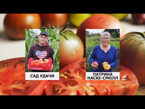 Видео: ЭКСКЛЮЗИВ! ВСЯ ПРАВДА О ТОМАТНЫХ ГНОМАХ ОТ ОСНОВАТЕЛЯ ПРОЕКТА!