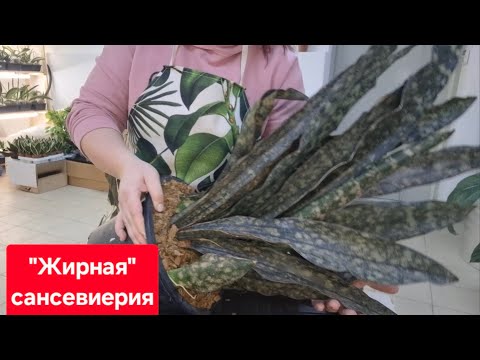 Видео: Деление куста Сансевиерии Kirkii Pulchra Copperton. Видео от 18.02.2025г.