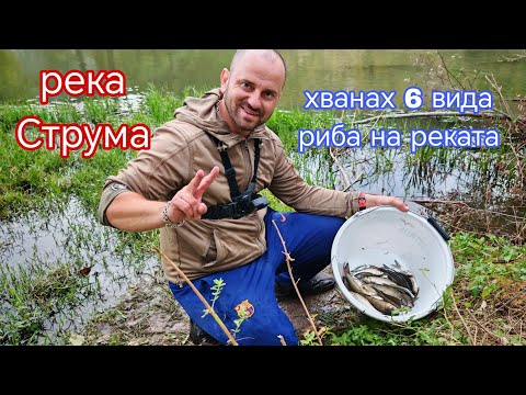 Видео: МОРУНАЖИ ,КЕФАЛИ и СКОБАРИ по РЕКА СТРУМА !РИБОЛОВ на БОЛОНЕЗЕ !