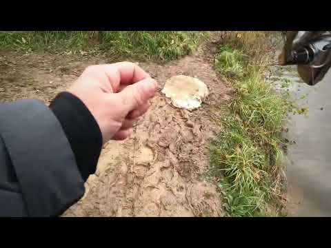 Видео: Ловля щуки РК «Посейдон» 2025