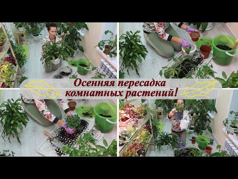 Видео: Осенняя пересадка комнатных растений. Заканчиваю пересадочный сезон!