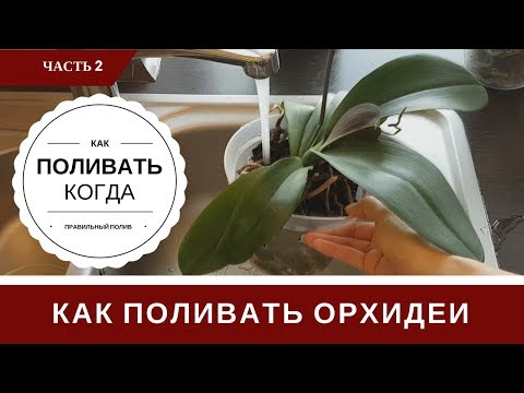 Видео: Полив Орхидеи: Как Определить Когда и Как Поливать Орхидеи