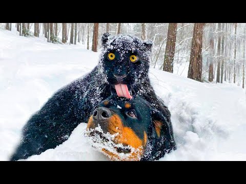 Видео: Если бы Это не Сняли на Камеру, Никто бы не Поверил