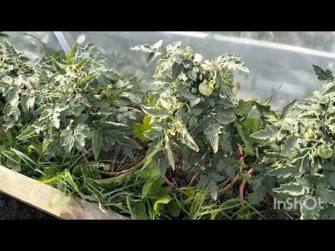 Видео: Купили дом в деревне. Получили посылку. Мой маленький огород.