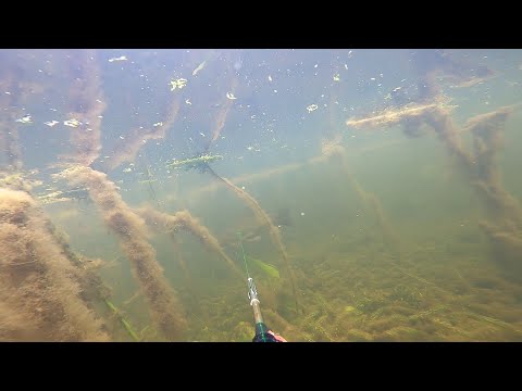 Видео: Подводная охота. Окружили и предлагали мне сдаться. Охота с 1.20 минуты.