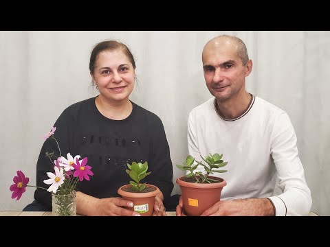 Видео: В гостях у Асатура + Осенняя обрезка Крассулы | Толстянка | Денежное Дерево