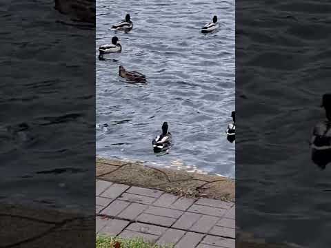 Видео: 26 октября 2025 г.