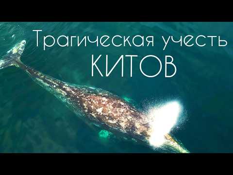 Видео: Чукотка, на край земли на яхте. Кладбище китов и доисторическая Берингия. Часть 2