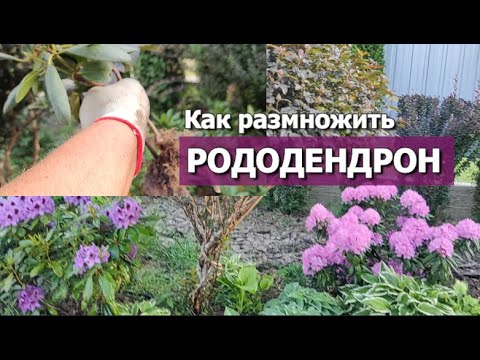 Видео: КАК РАЗМНОЖИТЬ РОДОДЕНДРОН | Укореняем ветку рододендрона