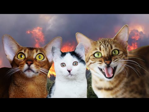 Видео: Коты Воители - Путь Древесного племени/ 4 часть