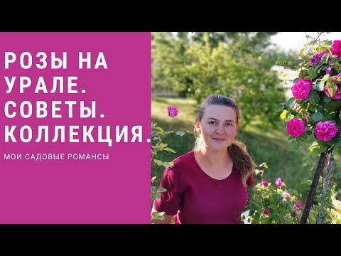 Видео: #23 Всеми любимые капризные неженки розы. Важные моменты при  выращивании роз на Урале.