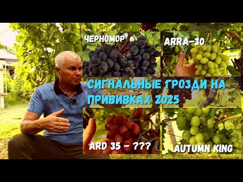 Видео: Обзор сигнальных гроздей на прививках 2025 г.