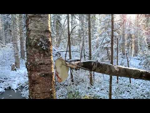 Видео: Открытие капканов на соболя.