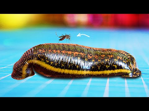 Видео: БУДЕТ ЛИ КОМАР ПИТЬ КРОВЬ У ПИЯВКИ?