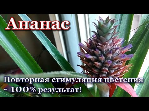 Видео: Повторно стимулируем цветение ананаса - 100% результат!👍