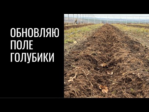 Видео: Обновляю поле голубики