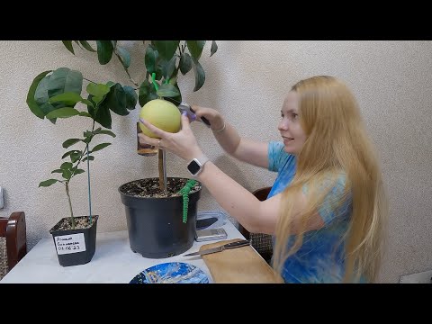 Видео: Дегустация Памело