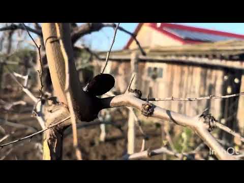 Видео: Обрезка и формировка зизифуса