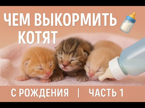 Видео: Чем выкормить котят с рождения! Часть 1