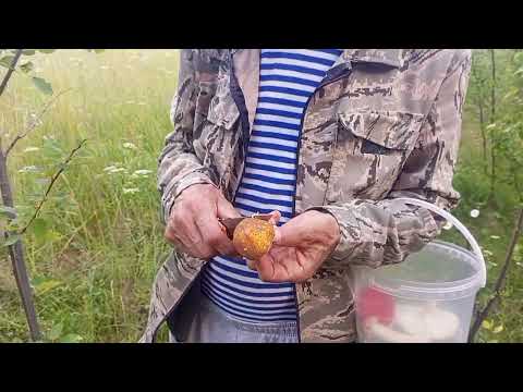 Видео: Собираем грибы