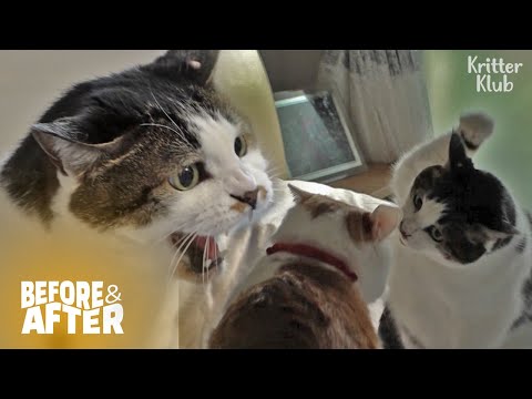 Видео: Кошка ищет шанс победить старшего кота | До и после макияжа, серия 25