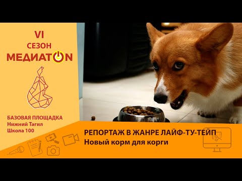 Видео: Новый корм для корги. Школа 100 (Нижний Тагил) Медиатон 2024 тур 4