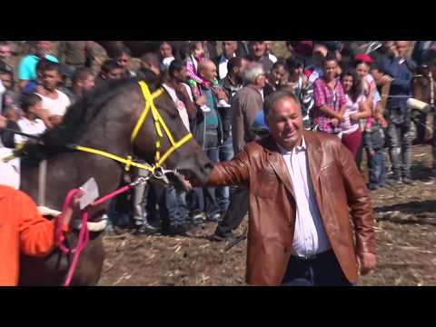 Видео: Konni sastezaniya Isperih 24.9.2016chast2w* Исперих* Deliorman*