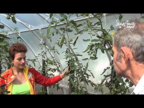 Видео: Томаты без фитофторы.Сайт "Садовый мир"