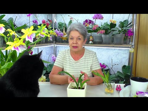 Видео: Как ПОСАДИТЬ ОРХИДЕЮ Онцидиум в САМОДЕЛЬНЫЙ грунт? Консультирует "Кот - УЧЁНЫЙ", Сёма 😊.