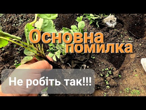 Видео: Як садити Полуницю восени? Що давати в лунку? Чим підживити для кращого укорінення?@МояДачаСадГород