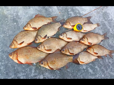 Видео: ЗАКРИТТЯ ЗИМОВОГО СЕЗОНУ 2022-2023!!! ЖОР карася по останній кризі