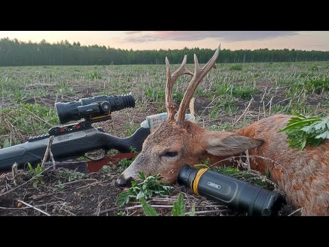 Видео: Открытие охоты на косулю. Охотился с LZIRTEK SIVA 350L и ARKON ARMA HR50L. Добыл трофейного самца.