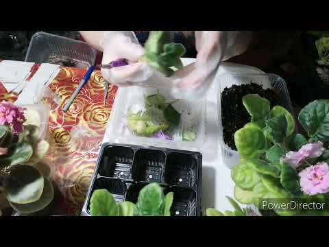 Видео: Переукоренение фиалок 🌺Делюсь опытом. Приятного просмотра ☺️