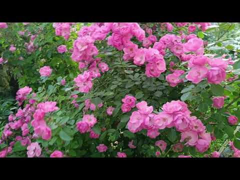 Видео: Сказочная Angela и её соседка Gertrude Jekyll.