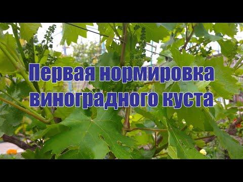 Видео: Первая нормировка виноградного куста