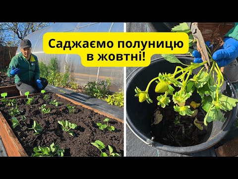 Видео: Щойно купили розсаду полуниці- саджаємо!