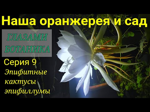 Видео: Наша оранжерея и сад — Серия 9 — Эпифитные кактусы эпифиллумы