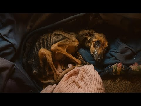 Видео: Она лежала в грязи, ее тело замерзло и забылось, — но то, что произошло дальше, вернуло веру